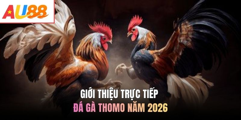 Giới thiệu trực tiếp đá gà Thomo năm 2026