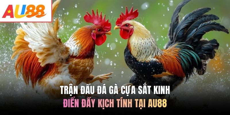 Trận đấu đá gà cựa sắt kinh điển đầy kịch tính tại AU88